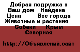 Добрая подружка,в Ваш дом!!!Найдена › Цена ­ 10 - Все города Животные и растения » Собаки   . Крым,Северная